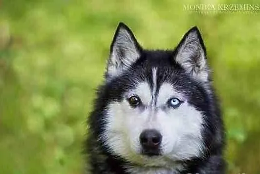 Maylo - młody psiak w typie huskiego czeka na dom