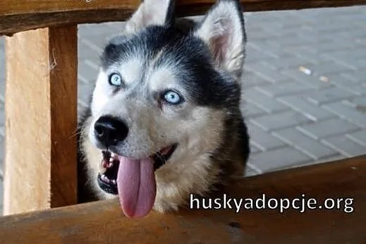 DIUNA- radosna i sympatyczna suczka husky do adopc