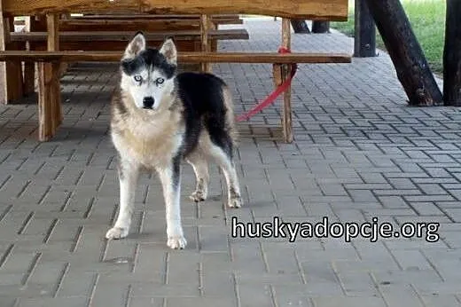 DIUNA- radosna i sympatyczna suczka husky do adopc