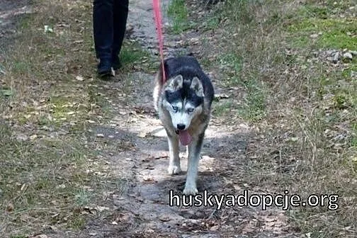 DIUNA- radosna i sympatyczna suczka husky do adopc
