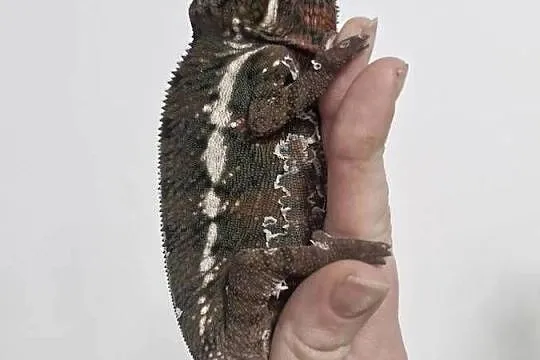 Kameleon Lamparci Ambilobe i Nosy Be samce i samice, Dolnośląskie, Oława
