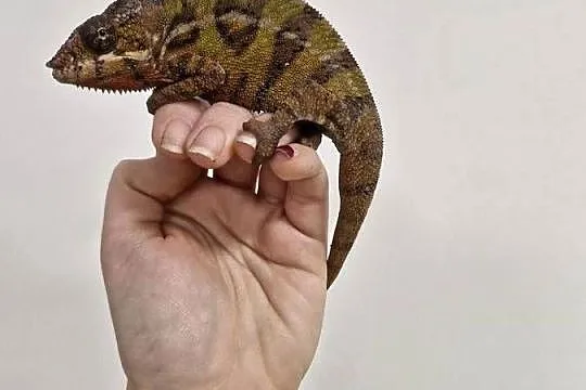 Kameleon Lamparci Ambilobe i Nosy Be samce i samice, Dolnośląskie, Oława