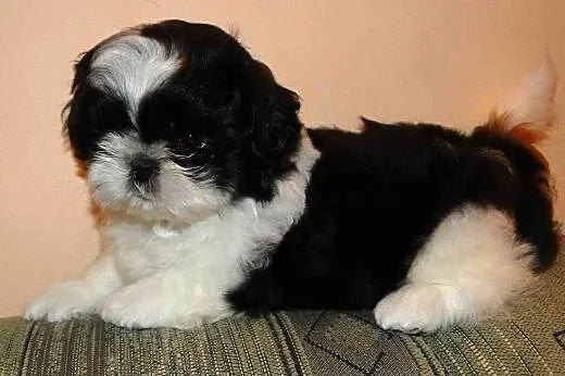 Shih tzu miniatureczka,  mazowieckie Płońsk