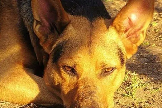 Najpogodniejszy pies na świecie, superprzyjazny Je