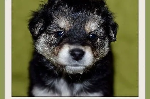 4 tyg.szczeniaczekk,piesek średni TRUSIEK, z domu tymczasowego.ADOPCJA,  śląskie Katowice