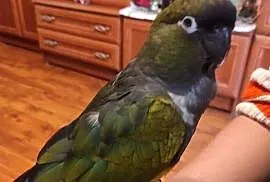 Patagonka