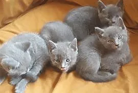 Kociaki rosyjskie niebieskie, Mińsk Mazowiecki