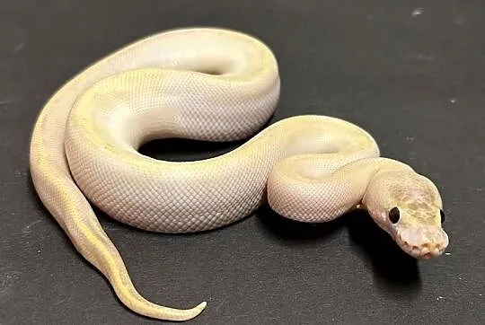 Pyton regius - IVORY