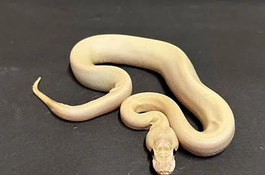 Pyton regius - IVORY, Kujawsko-pomorskie, Bydgoszcz