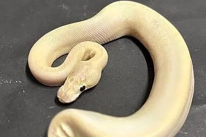 Pyton regius - IVORY, Kujawsko-pomorskie, Bydgoszcz