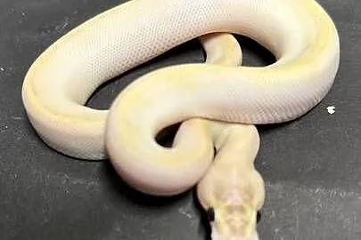 Pyton regius - IVORY, Kujawsko-pomorskie, Bydgoszcz