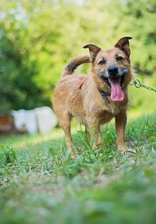 MORUSEK - wesoły, mały szorściak do adopcji, doln