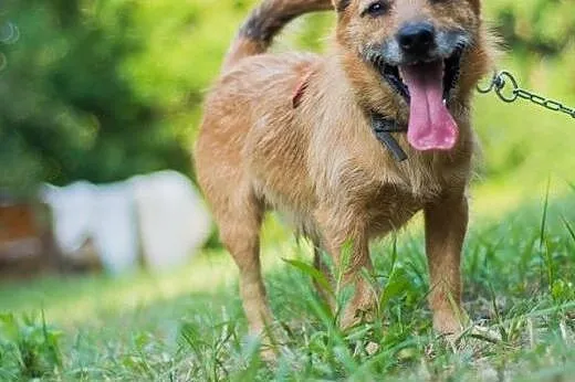 MORUSEK - wesoły, mały szorściak do adopcji,  doln