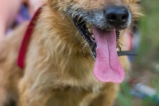 MORUSEK - wesoły, mały szorściak do adopcji,  doln