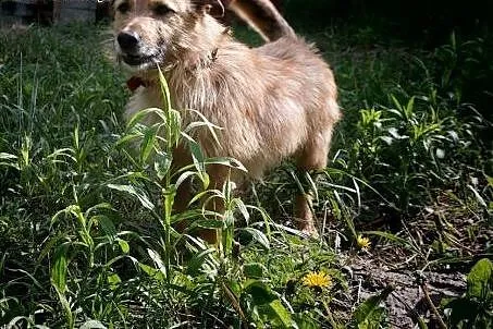 MORUSEK - wesoły, mały szorściak do adopcji,  doln