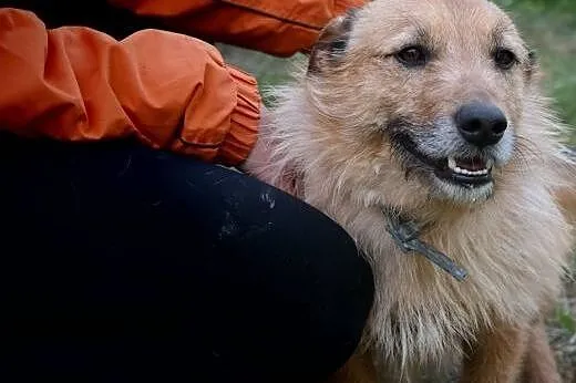MORUSEK - wesoły, mały szorściak do adopcji,  doln