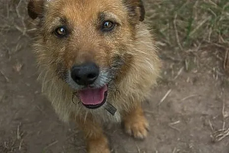MORUSEK - wesoły, mały szorściak do adopcji,  doln