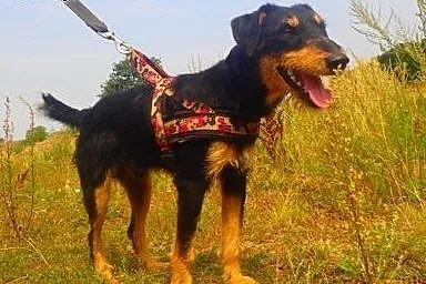 Roy- terier niemiecki filmik,  łódzkie Łódź