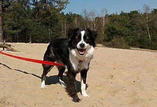 Amelia - rozkoszna i rozczulająca sunia :), mazow