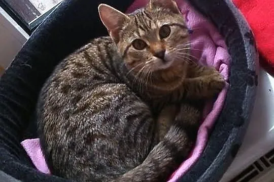 Śliczna przekochana koteczka Lili czeka na dom i s