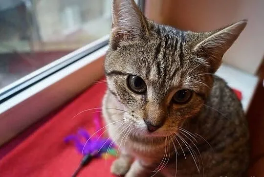 Śliczna przekochana koteczka Lili czeka na dom i s