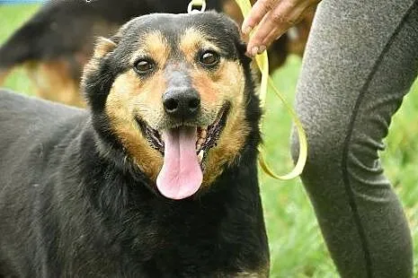 Reta wspaniała mądra sunia kocha ludzi i spacery adoptuj ją,  Kundelki cała Polska