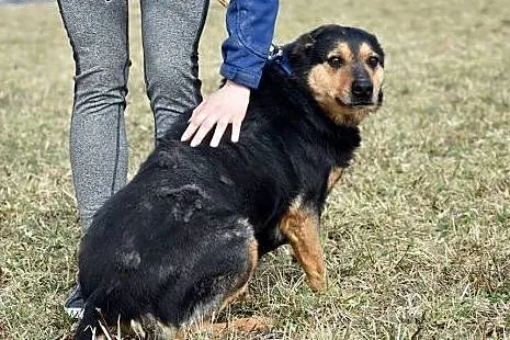 Reta wspaniała mądra sunia kocha ludzi i spacery a
