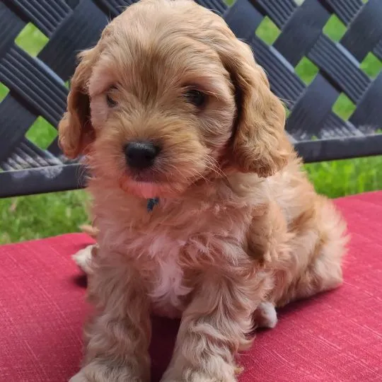 Cavapoo, Cavapoo, idealny szczeniak dla Ciebie i Twoich dzieci