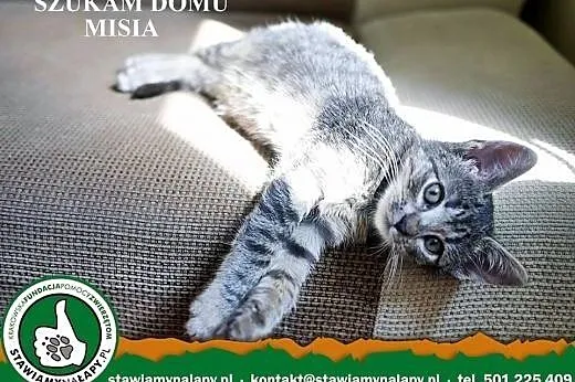 Misia. Fundacja Stawiamy Na Łapy,  małopolskie Kra