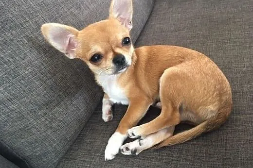 Chihuahua wystawowy,  rodowód ZKwP/FCI, wyjątkowej