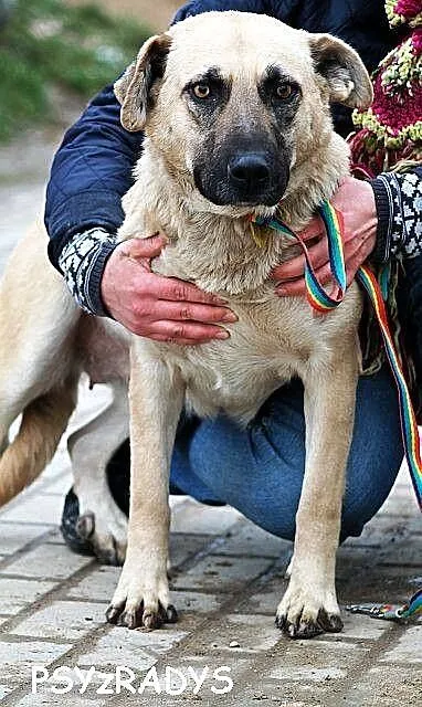 MATYLDA bardzo urocza, łagodna,sympatyczna sunia