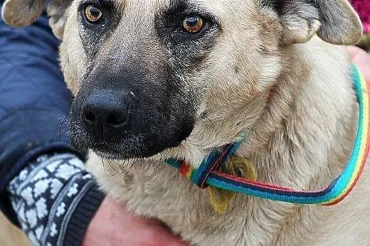 MATYLDA bardzo urocza, łagodna,sympatyczna sunia