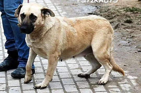 MATYLDA bardzo urocza, łagodna,sympatyczna sunia