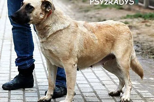 MATYLDA bardzo urocza, łagodna,sympatyczna sunia