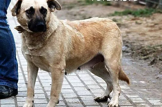 MATYLDA bardzo urocza, łagodna,sympatyczna sunia