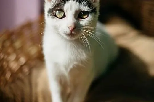 KONWALIA   cudna kotka do adopcji~!,  mazowieckie 
