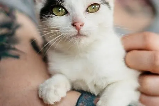 KONWALIA   cudna kotka do adopcji~!,  mazowieckie 