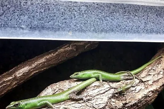 Lamprolepis smaragdina scynk szmaragdowy