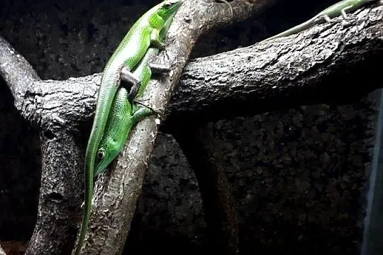 Lamprolepis smaragdina scynk szmaragdowy, Wielkopolskie, Kamionki