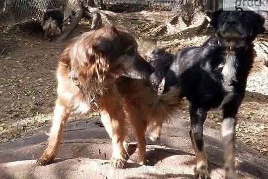 Marzę o domku gdzie będę kochany i doceniany adoptuj mnie, Wielkopolskie, Poznań