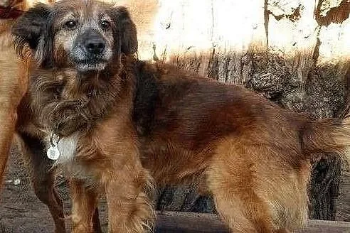 Marzę o domku gdzie będę kochany i doceniany adoptuj mnie, Wielkopolskie, Poznań