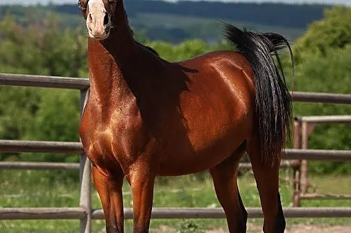 Córka POGROMA, 2019, klacz czystej krwi arabskiej, Mazowieckie, Warszawa