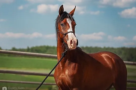 Córka POGROMA, 2019, klacz czystej krwi arabskiej, Mazowieckie, Warszawa