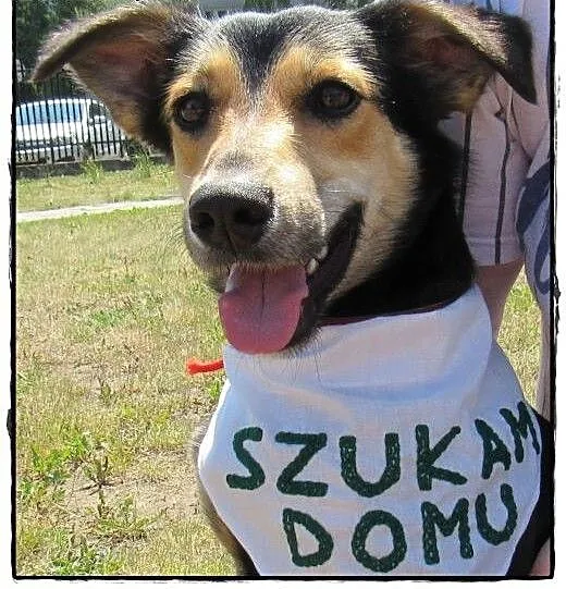 Przytulaśny, malutki KISZEK czeka na Twoją miłość