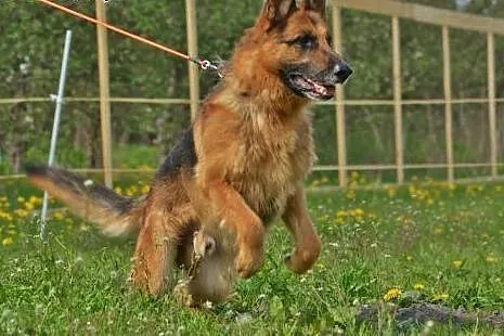 TORIN poleca się na oddanego przyjaciela,  mazowie