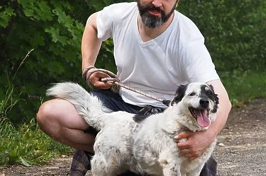 Halifik-piękny, z wyjątkowym umaszczeniem pies!,  , Częstochowa