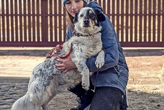 Halifik-piękny, z wyjątkowym umaszczeniem pies!,  , Częstochowa