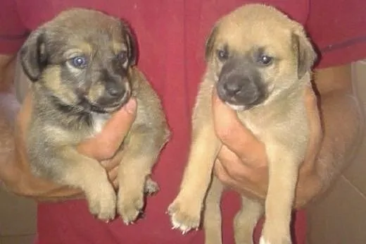 ADOPCJA Małe szczeniaczki dwu miesięczne, szukają 