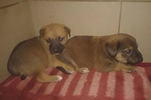 ADOPCJA Małe szczeniaczki dwu miesięczne, szukają 