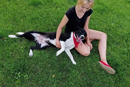 Młoda Samba, wspaniała, wesoła sunia szuka domu!,  Kundelki cała Polska, 